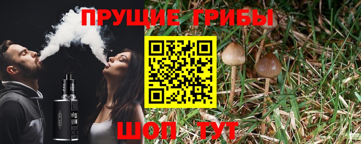 Псилоцибиновые грибы Cubensis Дивногорск